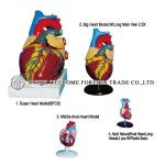 AH934 Heart Model