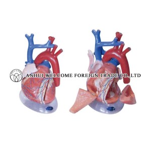 AH935 Expansion Model of Heart Dissection 4 Parts