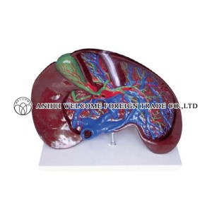 AH937 Expansion Model of the Liver Dissection