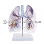 AH939 Model of the Transparent Lung Segment