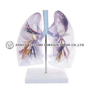 AH939 Model of the Transparent Lung Segment