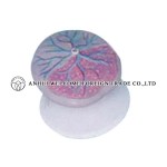 AH940 Human Placenta Model