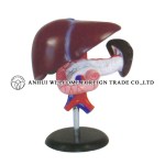 AH942 Liver, Pancreas and Duodenum Model
