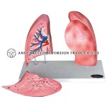 AH943 Lungs Model