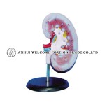 AH944 Giant Kidney (1 PC) Magnified, on base 20cm long, without adrenal gland