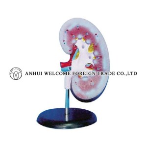 AH944 Giant Kidney (1 PC) Magnified, on base 20cm long, without adrenal gland