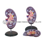 AH945 Kidney Model (1 part) (2 parts)