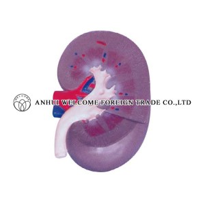 AH946 Expansion Model of the Kidney