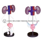 AH948 Model of the Male/Female Urinary System