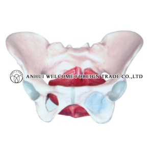 AH953 Model of Female Pelvis and Pelvic Muscle