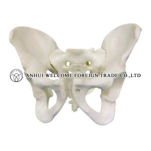 AH955 Male Pelvis Model