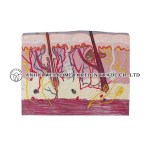 AH958 Big Health Plane Skin Model (West Type)