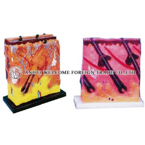 AH959 Magnified Skin on Square Base