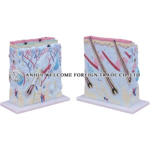 AH960 Enlarged Skin Model