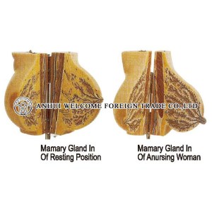 AH962 Mamary Gland