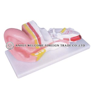 AH968 Middle Ear Model