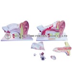 AH969 Expansion Model of the Ear Dissection (External Middle and Internal Ear) 6 parts