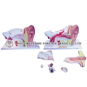 AH969 Expansion Model of the Ear Dissection (External Middle and Internal Ear) 6 parts