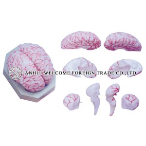 AH973 Model of the Brain and Brain Artery