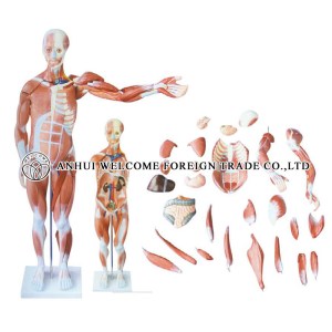AH981 Muscle Body Model