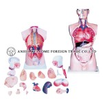 AH982 Male Torso 85cm (21 parts)