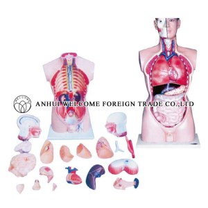 AH982 Male Torso 85cm (21 parts)