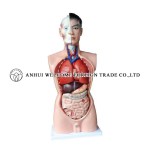 AH983 Male Torso 85cm (19 parts)