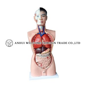 AH983 Male Torso 85cm (19 parts)