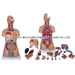 AH984 Human Dualsex Sex Torso 85cm (24 parts)
