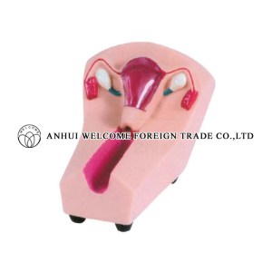 AH989 lud Placement Training Model