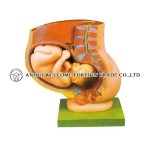 AH990 Pelvis with Uterus in the Ninth Month Pregnancy