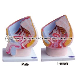 AH993 Model of Median Sagital of Male/Female Pelvic Cavity