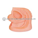 AH994 Female Reproductive Organ