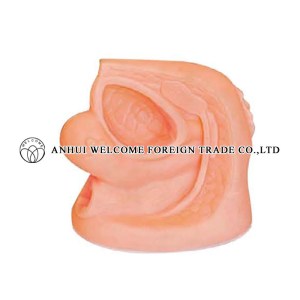 AH994 Female Reproductive Organ