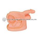 AH995 Male Reproductive Organ